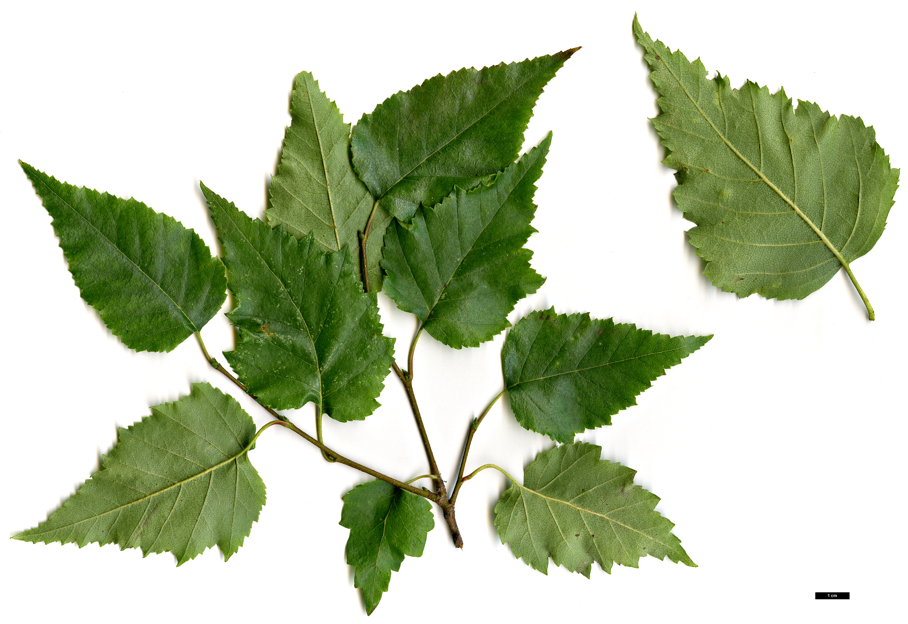 High resolution image: Family: Betulaceae - Genus: Betula - Taxon: ×caerulea (B.cordifolia × B.populifolia)